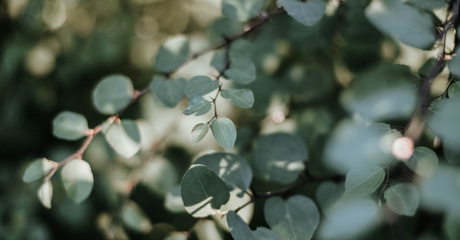 Focused Massage Therapy Treatments